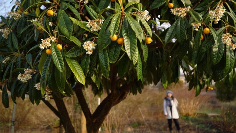 Le néflier du Japon