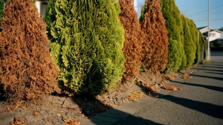 Haie de thuyas sèche