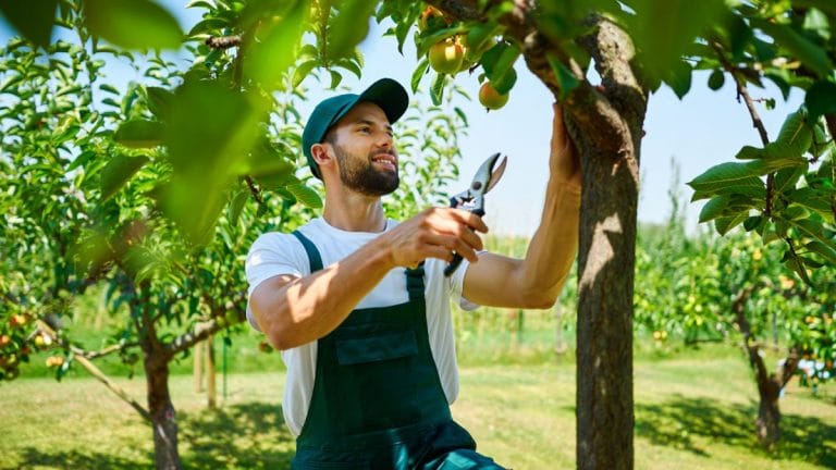 Vos arbres fruitiers étouffent ? Essayez cette taille en vert dès maintenant