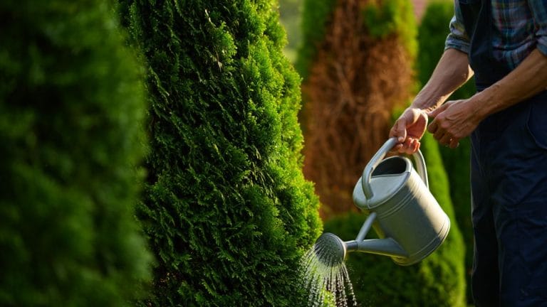 Vos thuyas brunissent ? Le sol est peut-être en cause : testez-le maintenant