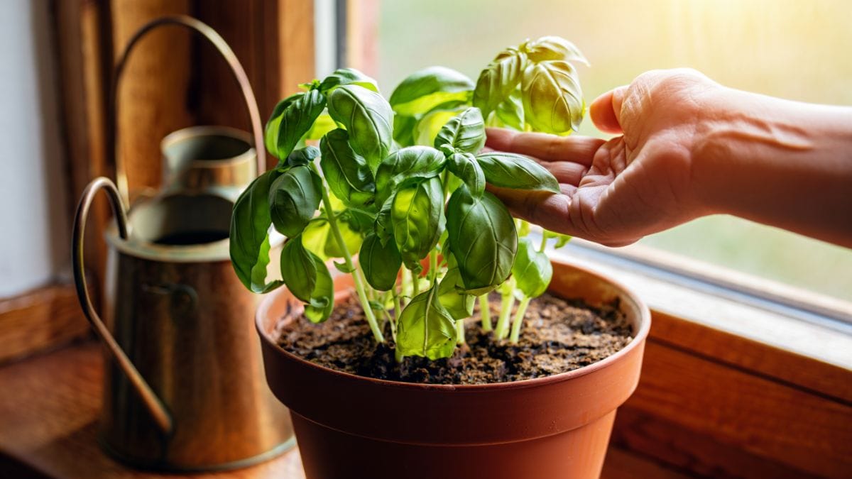 Basilic flétri en été ? Ce geste simple sauve votre plante en 24h