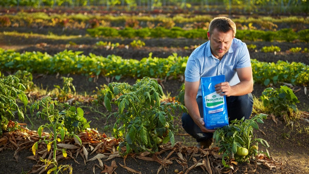 Ce geste de jardinier que beaucoup font en août compromet la prochaine récolte