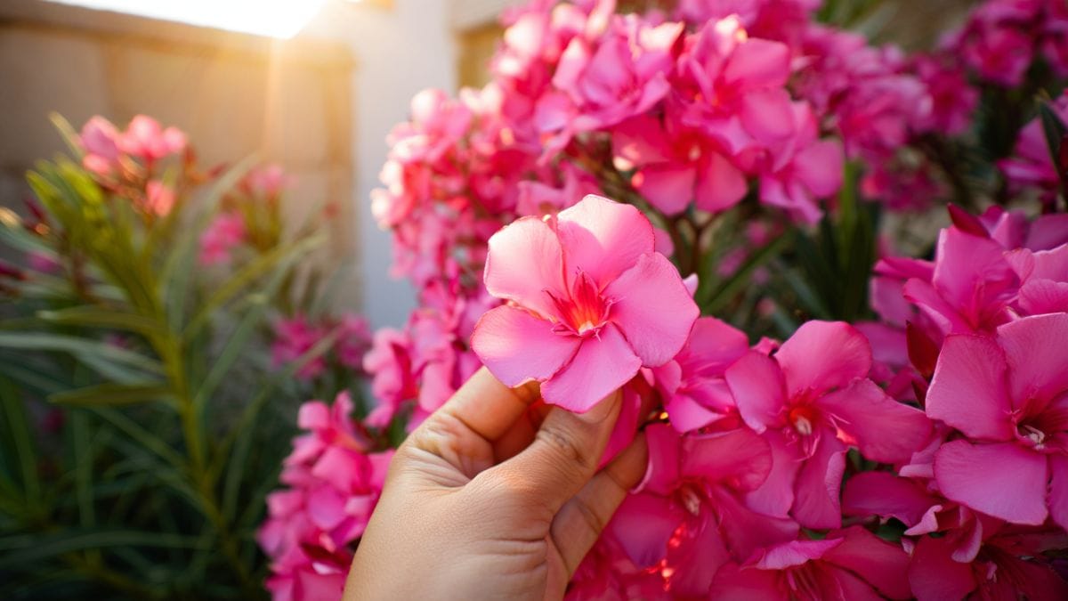 Laurier-rose en fleurs tout l’été : ces 5 astuces secrètes changent tout dès la plantation