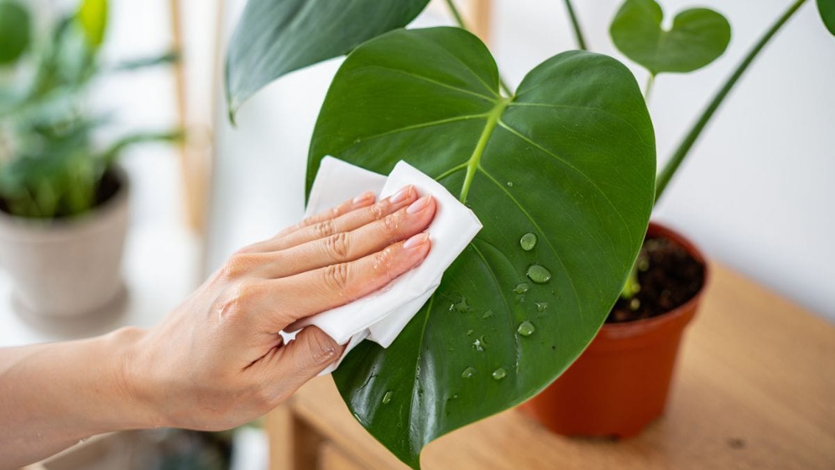 Nettoyer les feuilles de monstera en été : la méthode douce qui change tout