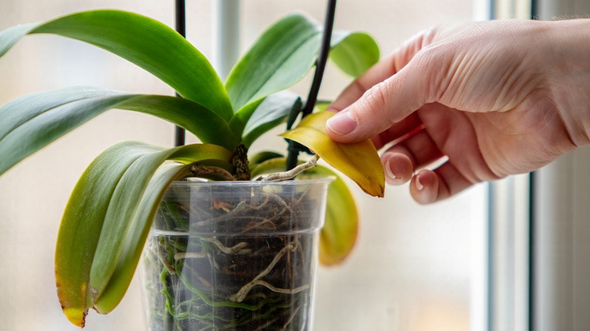 Orchidée aux feuilles jaunes ? Le geste d’urgence qui la sauve en 48 h