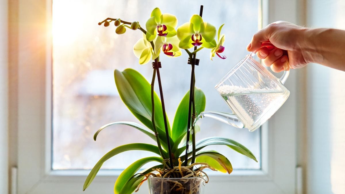 Orchidée qui ne pousse plus ? Ce geste malin stimule racines et floraison même en été