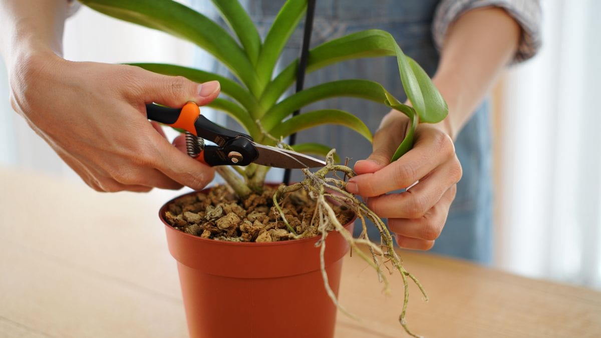 Racines sèches, feuilles molles ? Ce geste simple sauve vos orchidées en quelques jours