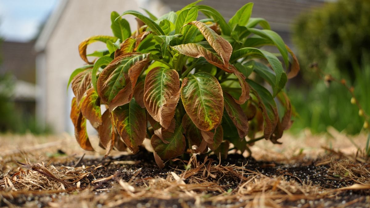 Vos hortensias ont grillé ? L’astuce qui relance la plante en 4 jours