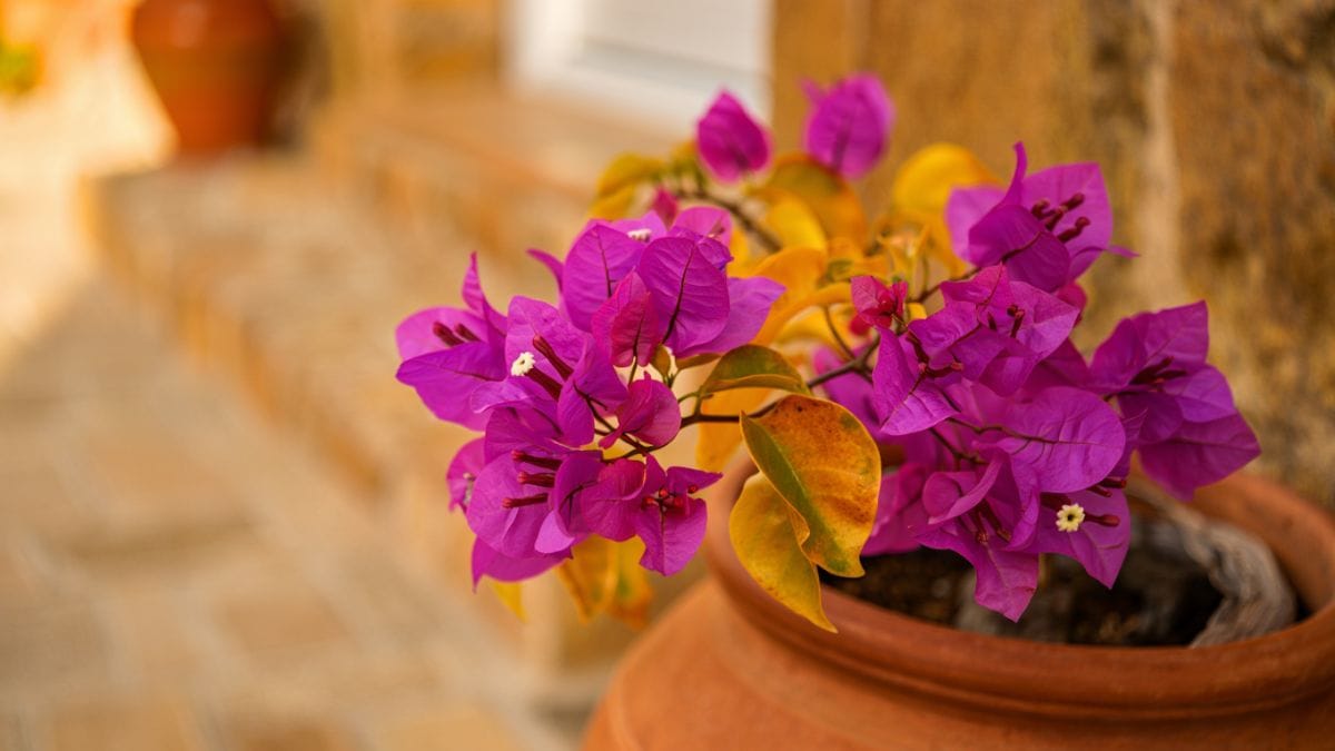 bougainvillier dans un pot