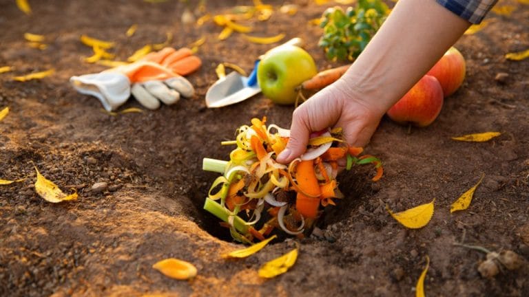 technique compost automne