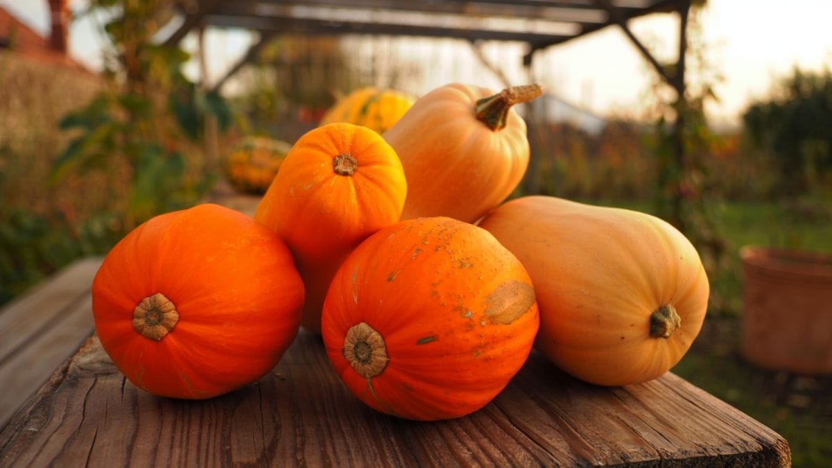 Conserver ses courges sans moisissures : le secret est dans la coupe, pas le stockage