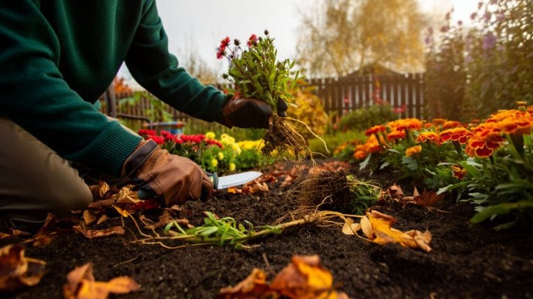 Septembre au jardin : ce désherbage malin vous évite les mauvaises herbes au printemps