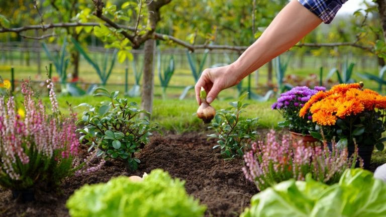 Terre encore chaude ? C’est maintenant qu’il faut planter vos vivaces et bulbes