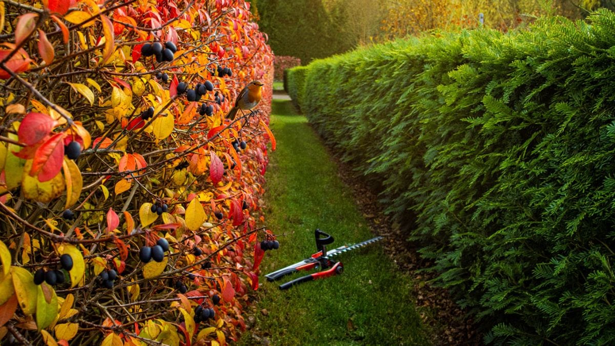 Tailler sa haie en automne